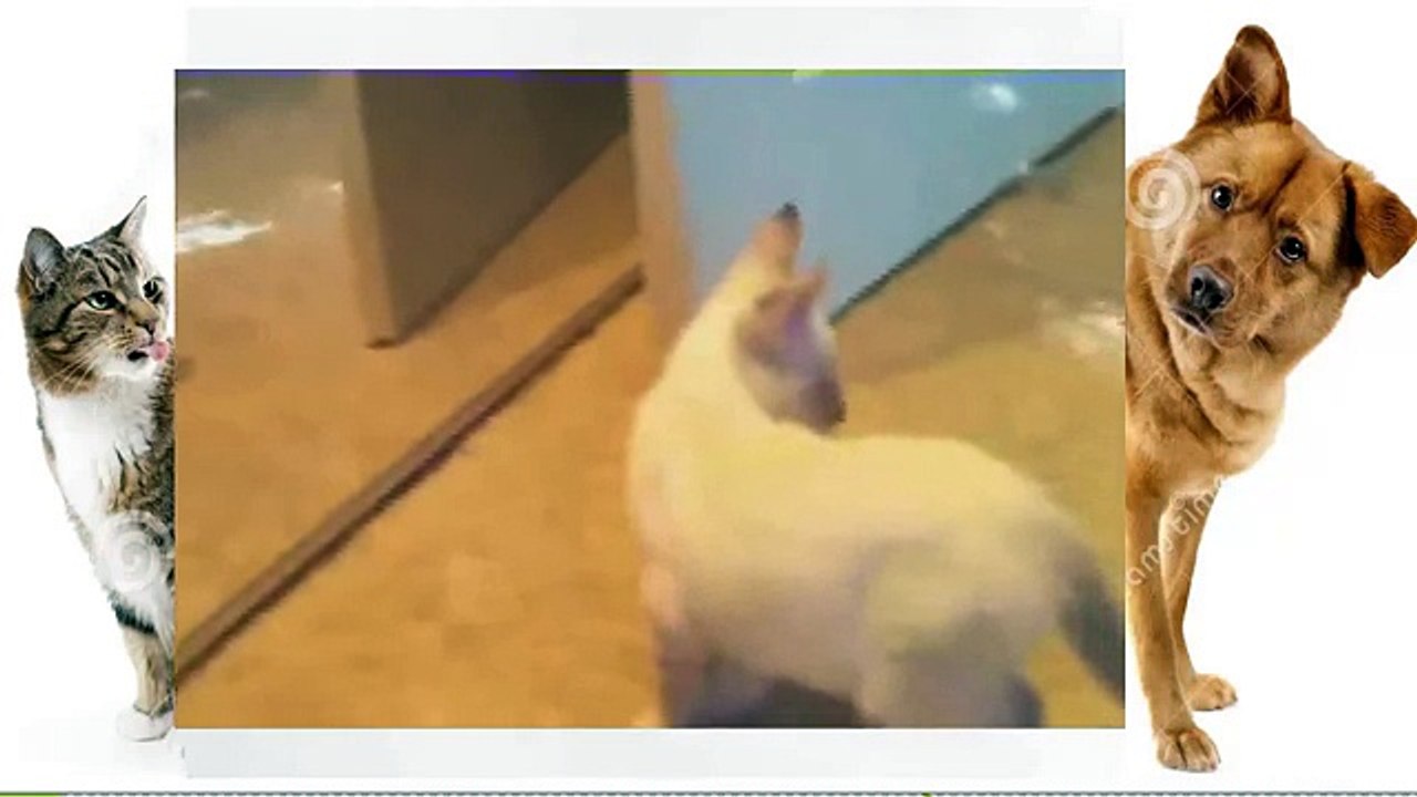 Funny Cats, Funny Cats Video, Funny Cat Videos, Funny Animals 2014