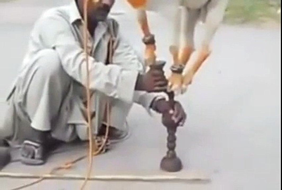 Animal funny show Magician show