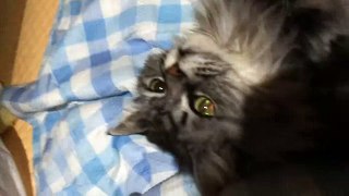 funny cat cute kitten 怒るねこ Cat to get angry