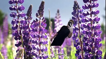 VEVO -  Robin feat.  Jarda -  Mám rád vůni tchoře ! (FULL HD)