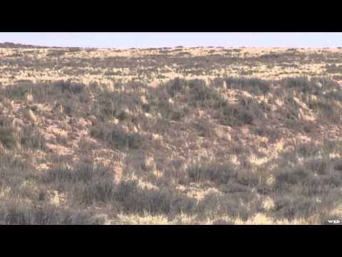 Predator Quest - Watermelon Eating Coyotes