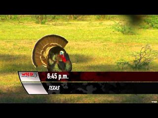 Primos - The Truth About Hunting - Turkeys in Texas