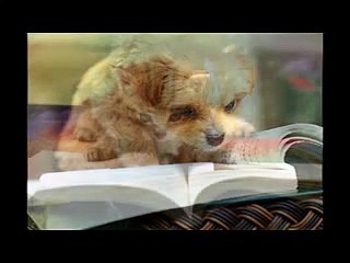 Funny Cats - Funny Animals - Funny Cat Videos 2014 - Funny Clips - Animal Reading