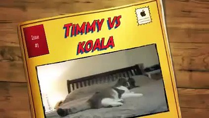 Timmy the scottish fold cat vs koala WILD AND MAD [funny cats]