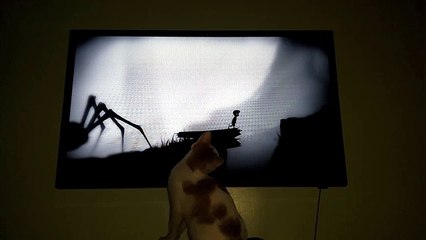 Funny Cat Watching Video Game