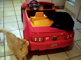 FUNNY CAT! Cat Fight for a Car!