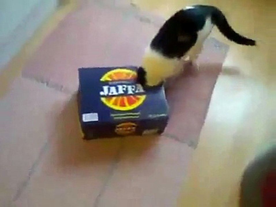 Cat Never Give Up Box ☻ funny cat
