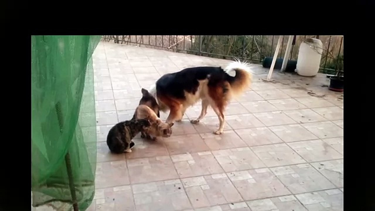 Best Animal Porn XXX dog fucks cat