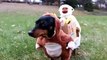 Two Monkeys Carrying a Box of Bananas Dog Costume Vine by Crusoe