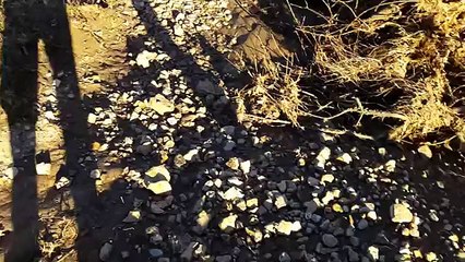 Fossil Hunting with the Boys Part 17 - Alligator or Crocodile Armor Plate (1024p FULL HD)