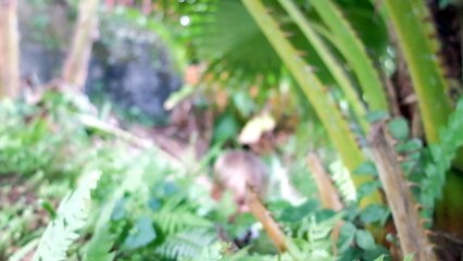 Le cri qui tue de Soliman