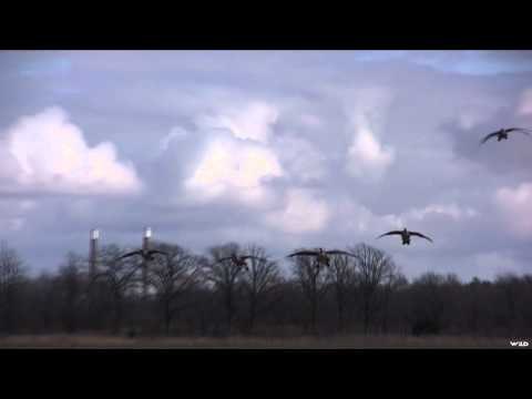 Team Fall Brawl TV - Late Season Traffic