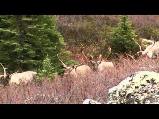 Realtree Outdoors - Quebec Part 2