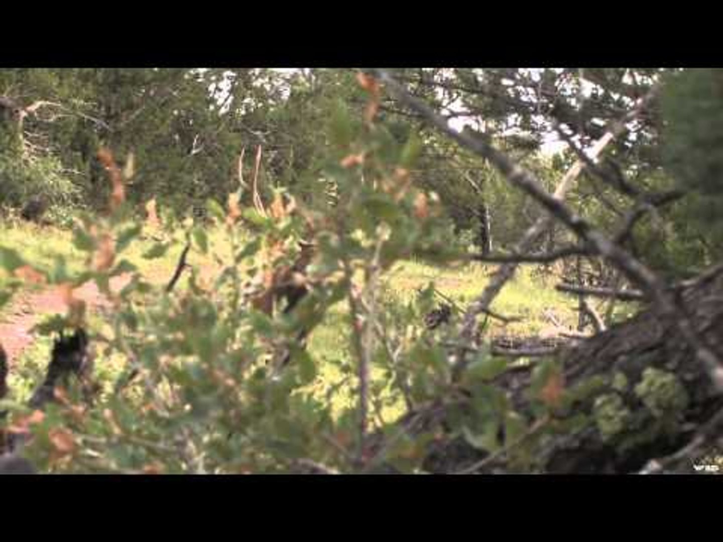 ⁣Archer's Choice - You Want Big Elk... Go to New Mexico