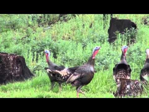 Maximus Outdoor Adventures - Turkey Time