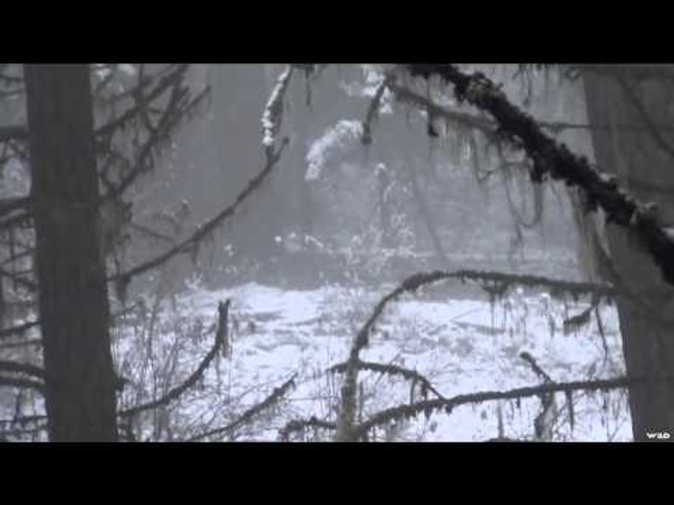 The Search - Spurs and Bone