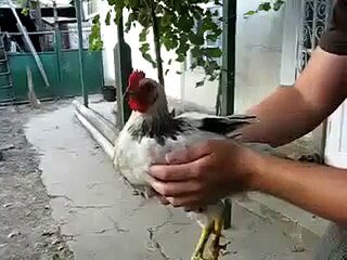 EL POLLO MIMO (360p)