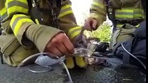 فيديو رائع | أكثر لحظات إنقاذ الحيوانات تأثيرا (FULL HD)