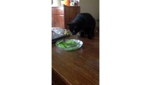 Pet Owner Pranks Their Cat With Musical Peas | CatNips