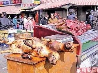 A Flavour out of Favour: Dog Meat Fades in South Korea