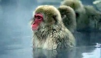 Snow Monkeys Meditating in a Hot Spring in Jigokudani, Japan