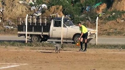 Sahaya giren köpek maçı durdurdu