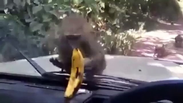 Animales divertidos Compilación 2016 - Nuevos Videos divertidos (FULL HD)