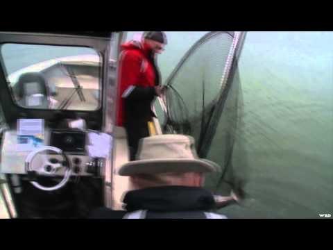 Nice Fish Sr. - Queen Charlotte Pink Salmon