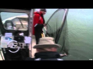 Nice Fish Sr. - Queen Charlotte Pink Salmon