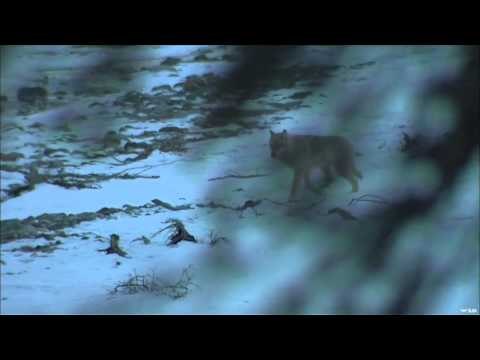 FOXPRO Furtakers - Alaska