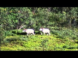 Realtree Outdoors - Dall Sheep Part 1