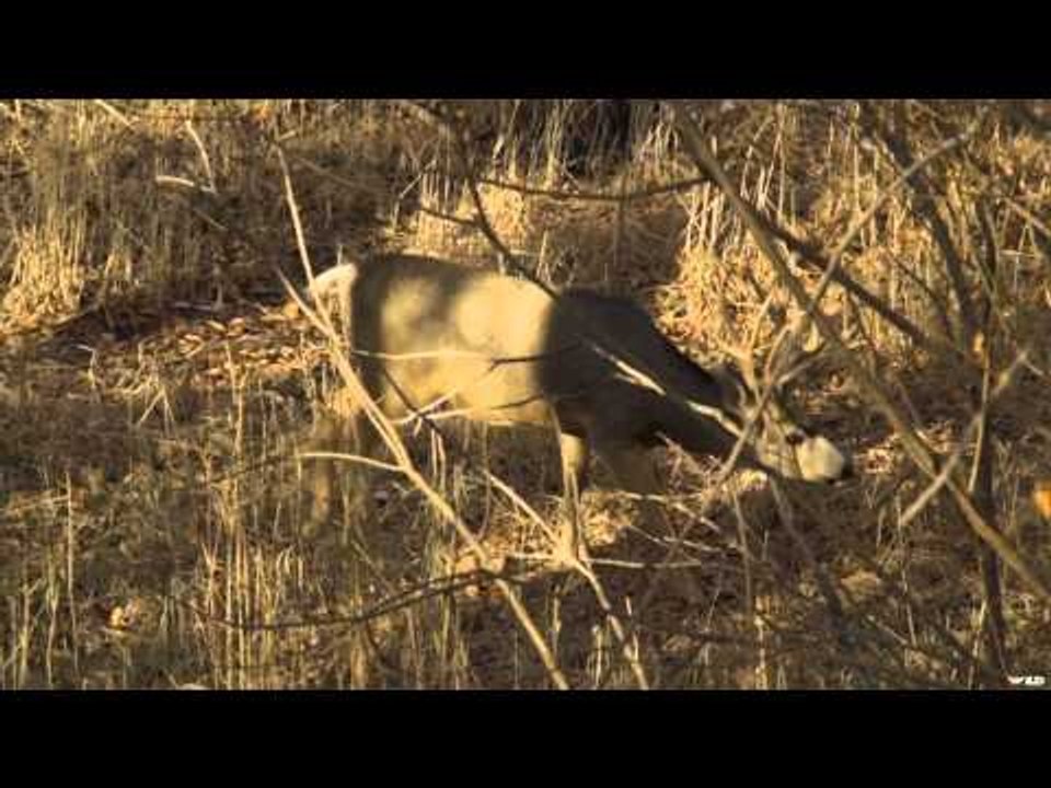 Archer's Choice - Colorado Mule Deer Hunt
