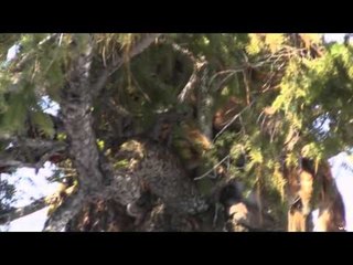 Maximus Outdoor Adventures - Mountain Lion Hunting