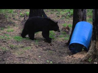 Archer's Choice - Spring Bear'n Down up in Alberta