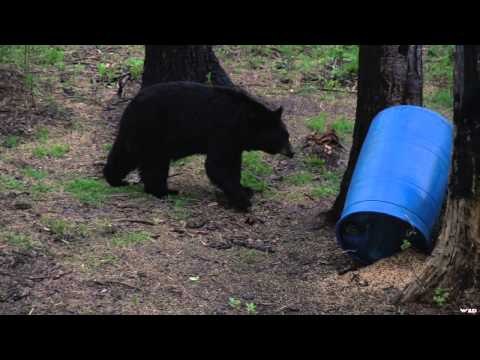 Archer's Choice - Spring Bear'n Down up in Alberta