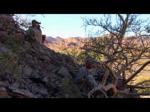 Where in the World is Colorado Buck? - Tiburon Island Mule Deer