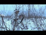 The Hunting Chronicles - Winter Whitetails