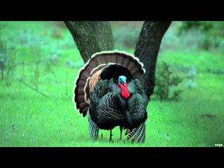 Primos - The Truth About Hunting - Turkeys in Kansas
