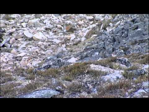 Realtree Outdoors - Dall Sheep Part 2