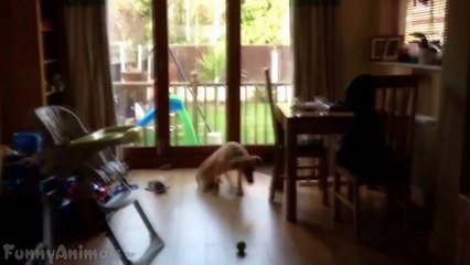 Funny Dogs Sliding on Wood Floors - Best Dogs Videos
