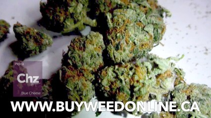 BLUE CHEESE!!! (Strain Review with LEAFLY Statistics)