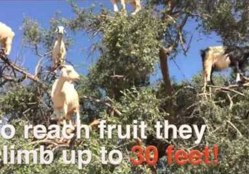 The Tree-Climbing Goats of Morocco
