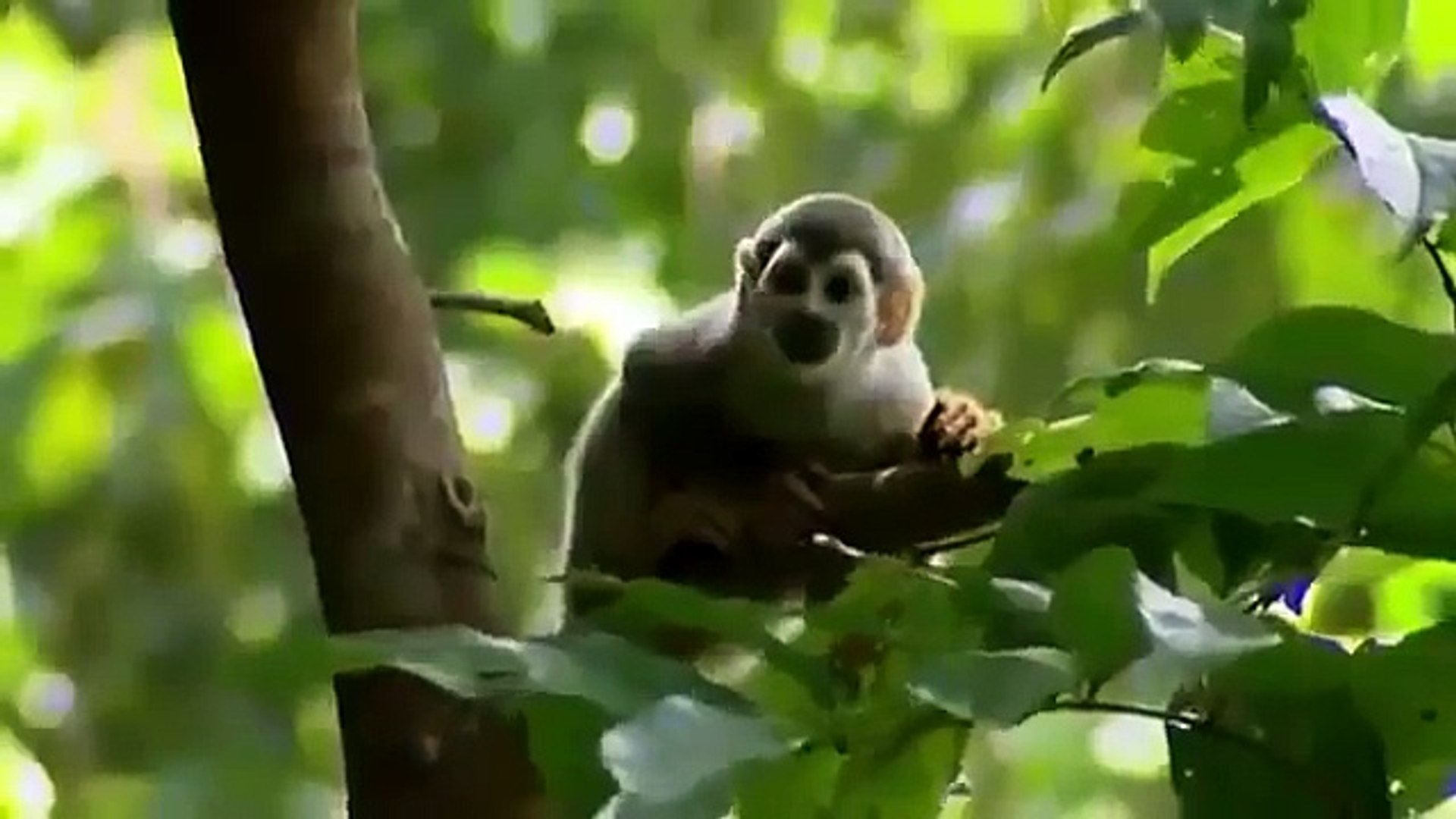 ⁣Amazing Discoveries Of New Unknown Animals Species 2014 [Wildlife Nature Documentary]