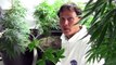 LEAF [Health Benefits of Juicing Raw Cannabis]