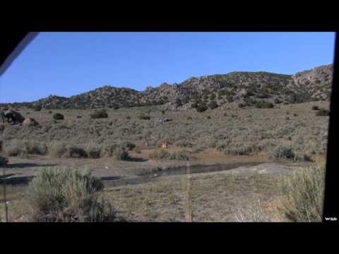 Outback Outdoors - Backcountry Antelope