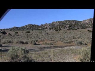 Outback Outdoors - Backcountry Antelope