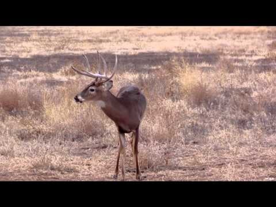 Nock On - Nockin' Bucks
