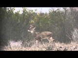 Wildgame Nation - Miss Wildgame Nation Part 1