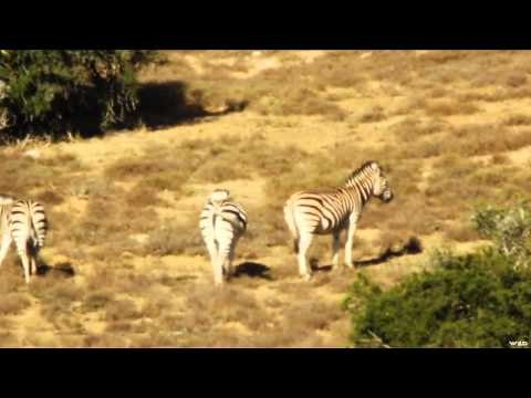 Extreme Outer Limits TV - Long Range Zebra and Bushbuck in South Africa