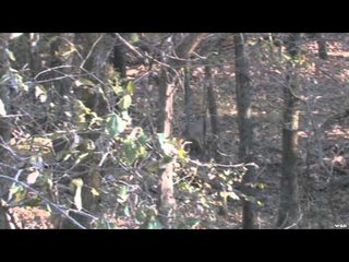 Hunting with HECS - Illinois Whitetail Adventure